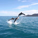 Wineglass Bay Cruises - Vista Lounge - We Wander