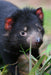Yarra Valley Wildlife, Wine & Food Day Tour - We Wander