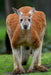 Yarra Valley Wildlife, Wine & Food Day Tour - We Wander