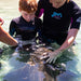 Zebra Shark Encounter With Entry Pass - We Wander