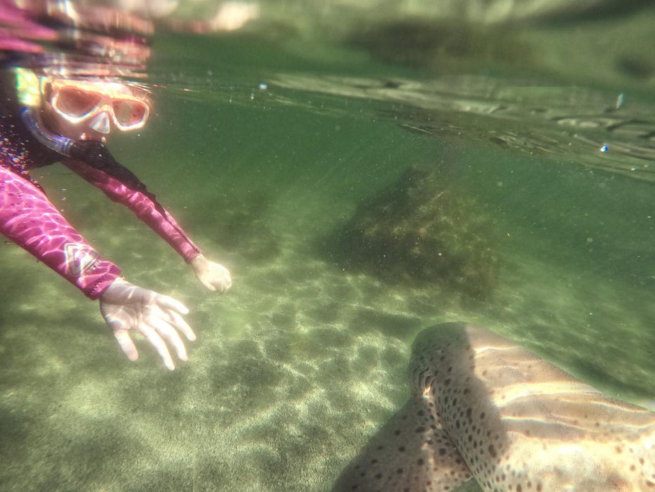 Zebra Shark Snorkel With Entry Pass - We Wander