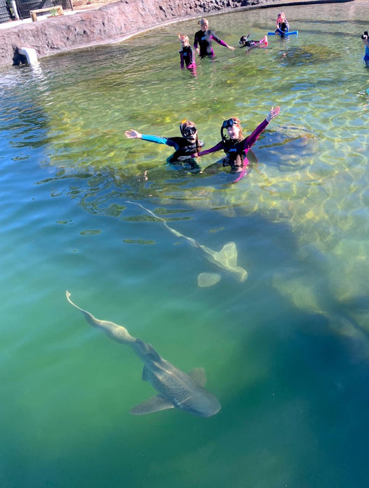 Zebra Shark Snorkel With Entry Pass - We Wander